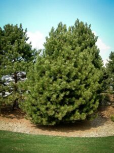 Сосна Чёрная (Pinus Nigra) купить по цене от 270.00р. в интернет-магазине «Посадика» с доставкой почтой в в Липецке и по всей России – [изображение №1].