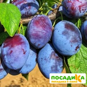 Слива Чачакская ранняя купить по цене от 229.00р. в интернет-магазине «Посадика» с доставкой почтой в в Липецке и по всей России – [изображение №1].