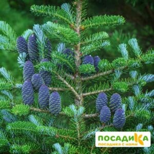 Пихта корейская (Abies koreana) купить по цене от 450.00р. в интернет-магазине «Посадика» с доставкой почтой в в Липецке и по всей России – [изображение №1].