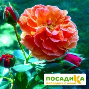 Роза Арабия купить по цене от 350.00р. в интернет-магазине «Посадика» с доставкой почтой в в Липецке и по всей России – [изображение №1].