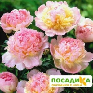 Пион Распберри Сандей (Paeonia Raspberry Sundae) купить по цене от 959р. в интернет-магазине «Посадика» с доставкой почтой в в Липецке и по всей России – [изображение №1].