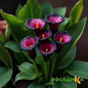 Калла Аура Лейс купить по цене от 400р. в интернет-магазине «Посадика» с доставкой почтой в в Липецке и по всей России – [изображение №1].