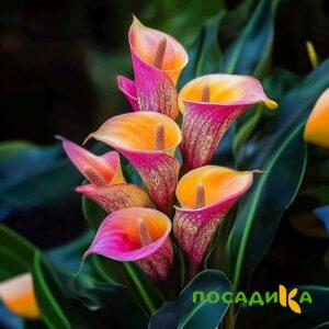 Калла Оникс купить по цене от 450р. в интернет-магазине «Посадика» с доставкой почтой в в Липецке и по всей России – [изображение №1].