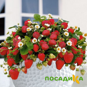 Клубника Рубиновый Шепот (горшечная) купить по цене от 240р. в интернет-магазине «Посадика» с доставкой почтой в в Липецке и по всей России – [изображение №1].