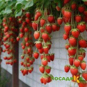 Клубника вьющаяся Комплимент купить по цене от 470р. в интернет-магазине «Посадика» с доставкой почтой в в Липецке и по всей России – [изображение №1].