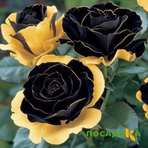 Роза Ханни Сикл купить по цене от 700р. в интернет-магазине «Посадика» с доставкой почтой в в Липецке и по всей России – [изображение №1].