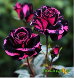 Роза Багровый Шепот купить по цене от 366р. в интернет-магазине «Посадика» с доставкой почтой в в Липецке и по всей России – [изображение №1].