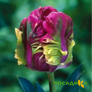 Тюльпан Экзотик Хэвен купить по цене от 186р. в интернет-магазине «Посадика» с доставкой почтой в в Липецке и по всей России – [изображение №1].